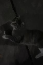 Found/Stray Female Cat last seen Avon Hill St between Linnaean St. and Bates St., Cambridge, MA 02140