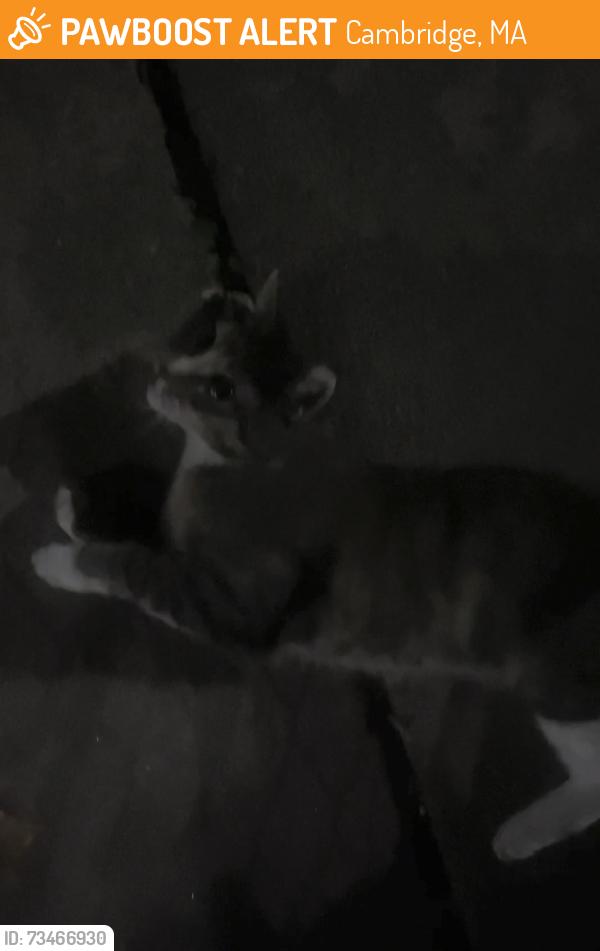 Found/Stray Female Cat last seen Avon Hill St between Linnaean St. and Bates St., Cambridge, MA 02140