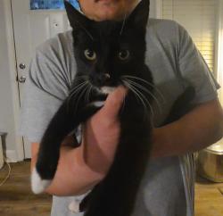 Reunited Male Cat last seen McCrary st, Asheboro, NC 27203