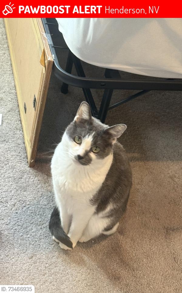 Lost Female Cat last seen Valle verde, Henderson, NV 89014