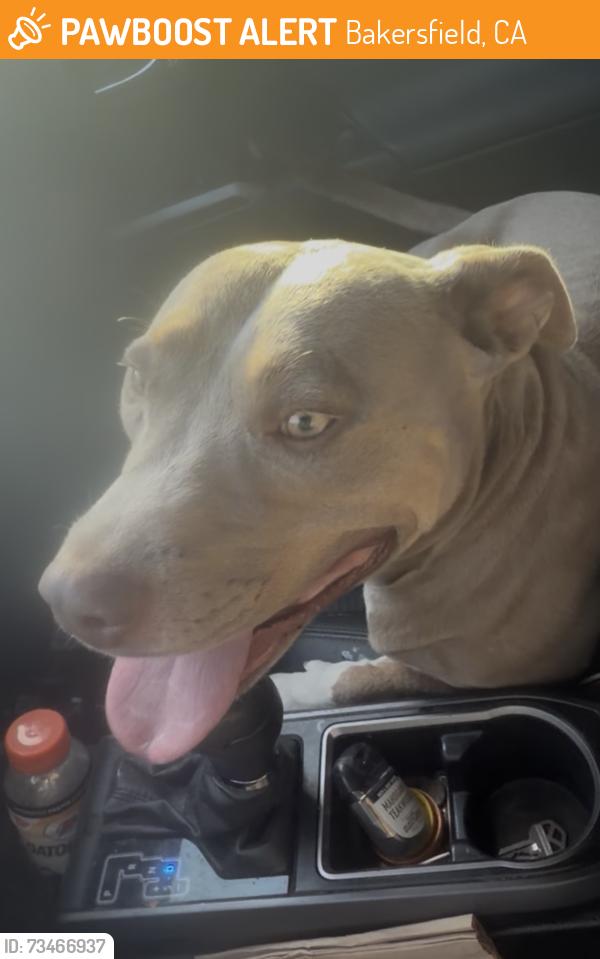 Found/Stray Male Dog last seen Next to kern county fair grounds, Bakersfield, CA 93304
