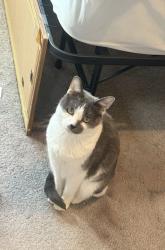 Lost Female Cat last seen Valle verde, Henderson, NV 89014