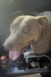 Found/Stray Male Dog last seen Next to kern county fair grounds, Bakersfield, CA 93304