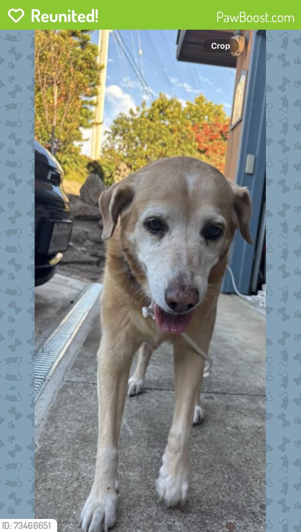 Reunited Female Dog last seen Talbot ave, Pacifica, CA 94044