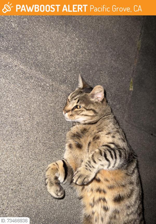 Found/Stray Unknown Cat last seen Pine and park, Pacific Grove, CA 93950