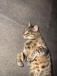 Found/Stray Unknown Cat last seen Pine and park, Pacific Grove, CA 93950