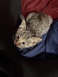 Reunited Female Cat last seen Fallswater rd ne, Calgary, AB T3J 1B2