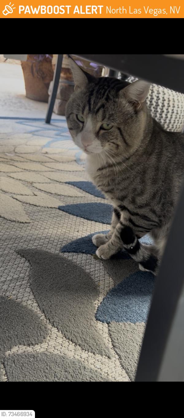 Found/Stray Unknown Cat last seen Loose and centennial, North Las Vegas, NV 89086