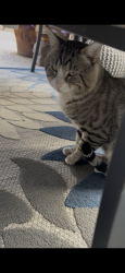 Found/Stray Unknown Cat last seen Loose and centennial, North Las Vegas, NV 89086