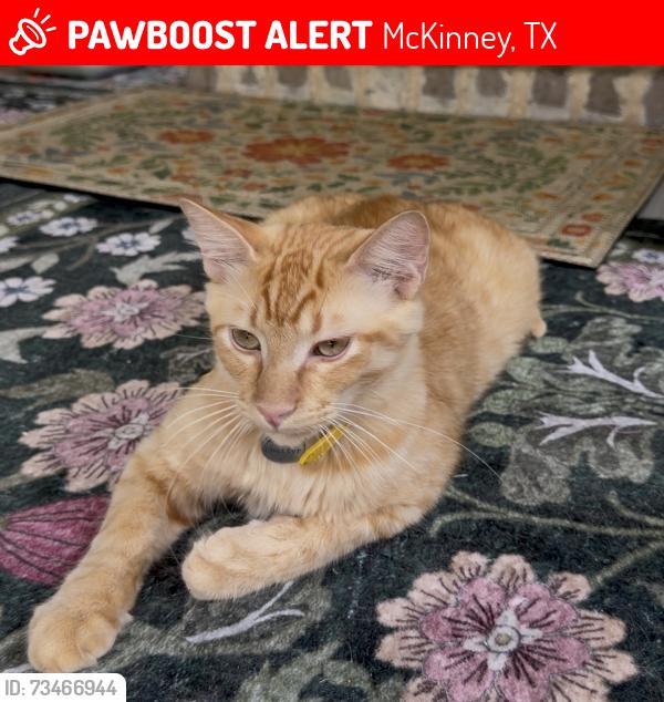 Lost Male Cat last seen Lake Forest & Wilmeth, McKinney, TX 75071