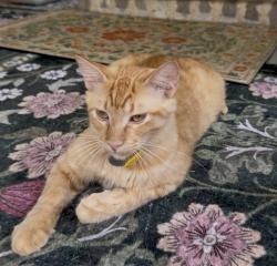 Lost Male Cat last seen Lake Forest & Wilmeth, McKinney, TX 75071