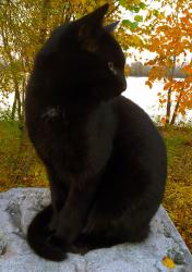 Reunited Male Cat last seen Sirkka st & Carson st near Carson & pearl, Centralia, WA 98531