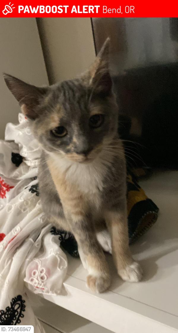 Lost Female Cat last seen Near mt hope ln, Bend, OR 97702