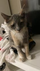Lost Female Cat last seen Near mt hope ln, Bend, OR 97702