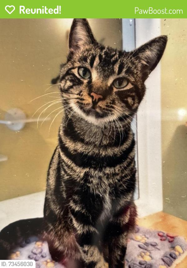 Reunited Male Cat last seen Cascade drive south, Mount Laurel Township, NJ 08054