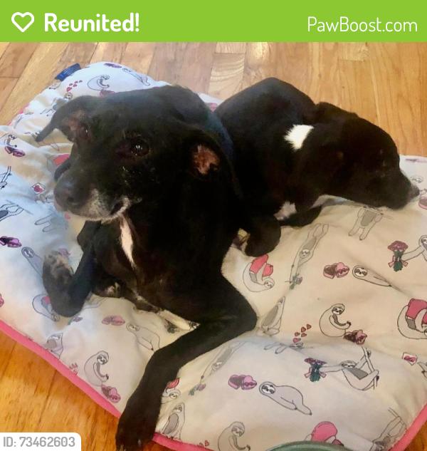 Reunited Female Dog last seen Dimmocks Mill rd, Hillsborough, NC 27278