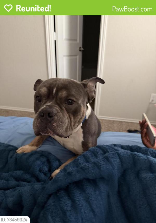 Reunited Male Dog last seen plantation, Harris County, TX 77449
