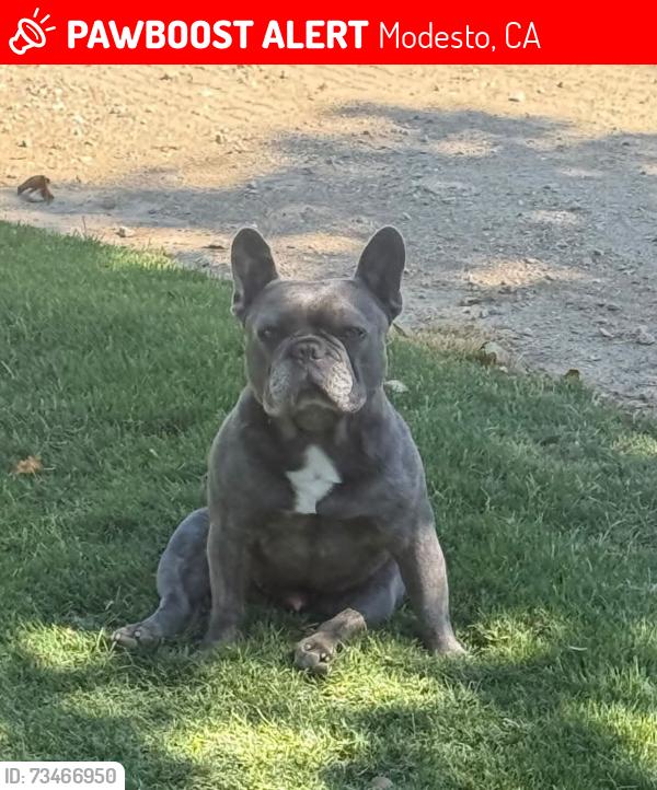 Lost Male Dog last seen Glenn ave and ustick, Modesto, CA 95358
