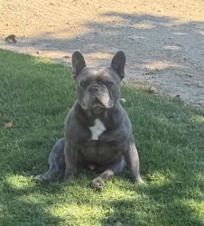 Lost Male Dog last seen Glenn ave and ustick, Modesto, CA 95358