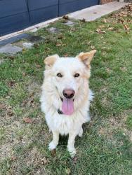 Lost Male Dog last seen Trenton and chateau, Norman, OK 73069