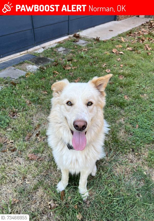 Lost Male Dog last seen Trenton and chateau, Norman, OK 73069