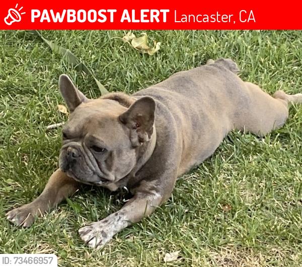 Lost Male Dog last seen 15st east / Bevington ave / kettering st, Lancaster, CA 93535