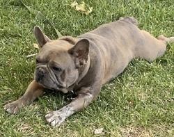 Lost Male Dog last seen 15st east / Bevington ave / kettering st, Lancaster, CA 93535