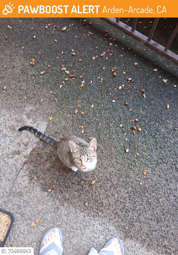 Found/Stray Male Cat last seen Bell Street and Hurley Way, Arden-Arcade, CA 95825