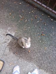 Found/Stray Male Cat last seen Bell Street and Hurley Way, Arden-Arcade, CA 95825