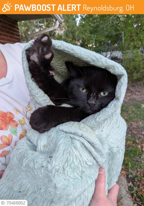 Found/Stray Male Cat last seen Near the Kroger on Main Street, Reynoldsburg, OH 43232