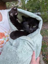 Found/Stray Male Cat last seen Near the Kroger on Main Street, Reynoldsburg, OH 43232