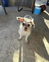 Found/Stray Male Dog last seen Charleston and Sloan, Las Vegas, NV 89142