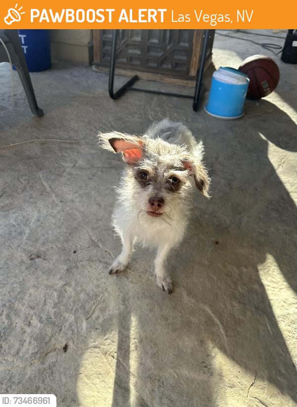 Found/Stray Male Dog last seen Charleston and Sloan, Las Vegas, NV 89142