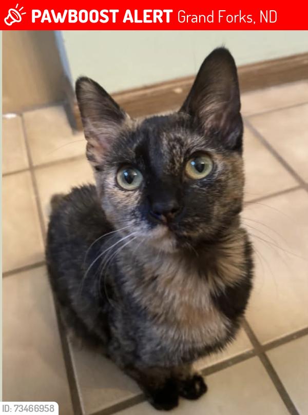 Lost Female Cat last seen Circle Hills Drive Neighorhood, Grand Forks, ND 58201