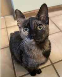Lost Female Cat last seen Circle Hills Drive Neighorhood, Grand Forks, ND 58201