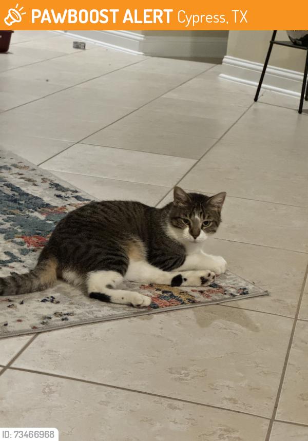 Found/Stray Unknown Cat last seen Fry Road, Cypress, TX 77433