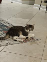Found/Stray Unknown Cat last seen Fry Road, Cypress, TX 77433