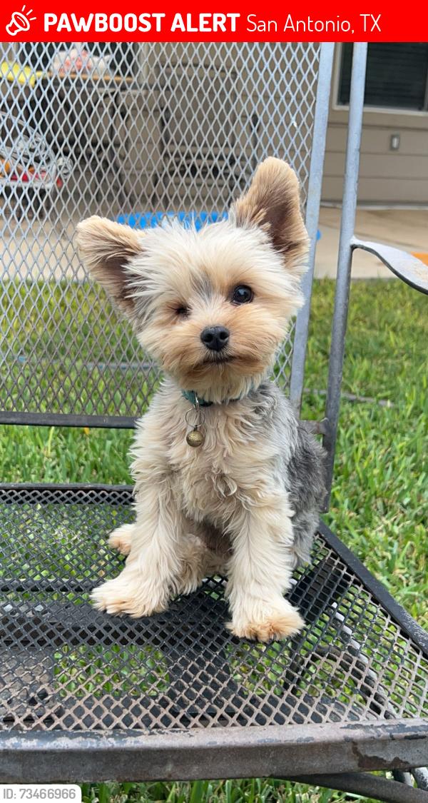 Lost Male Dog last seen Caraway hill, San Antonio, TX 78245