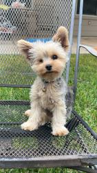Lost Male Dog last seen Caraway hill, San Antonio, TX 78245
