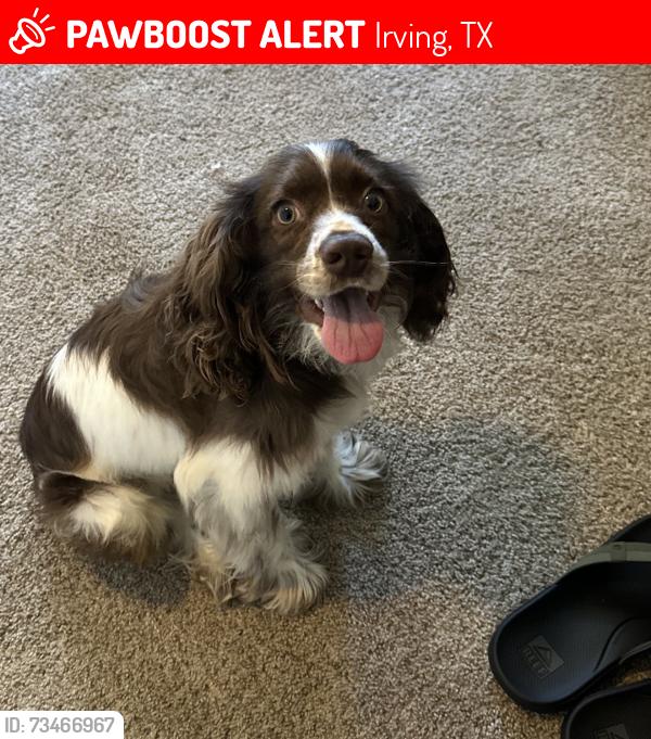 Lost Male Dog last seen Near Belew st, Irving, TX 75061