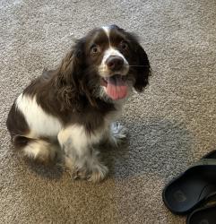 Lost Male Dog last seen Near Belew st, Irving, TX 75061