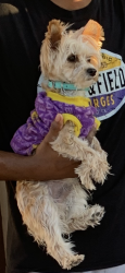 Lost Male Dog last seen Viceroy and Dearborne, El Paso, TX 79924