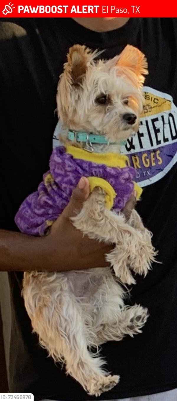 Lost Male Dog last seen Viceroy and Dearborne, El Paso, TX 79924