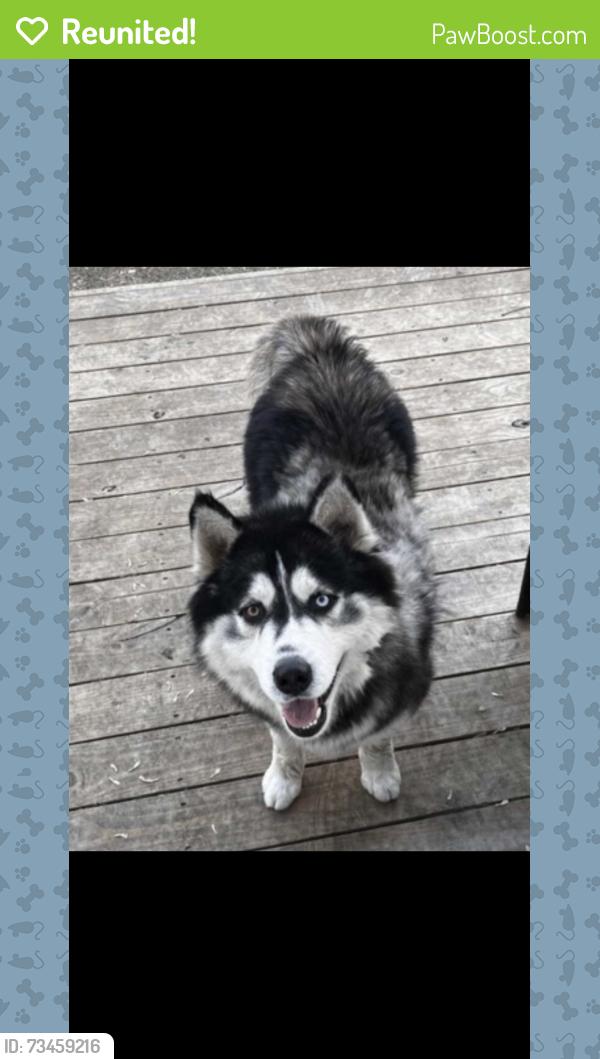 Reunited Male Dog last seen Jerri, Haltom City, TX 76117