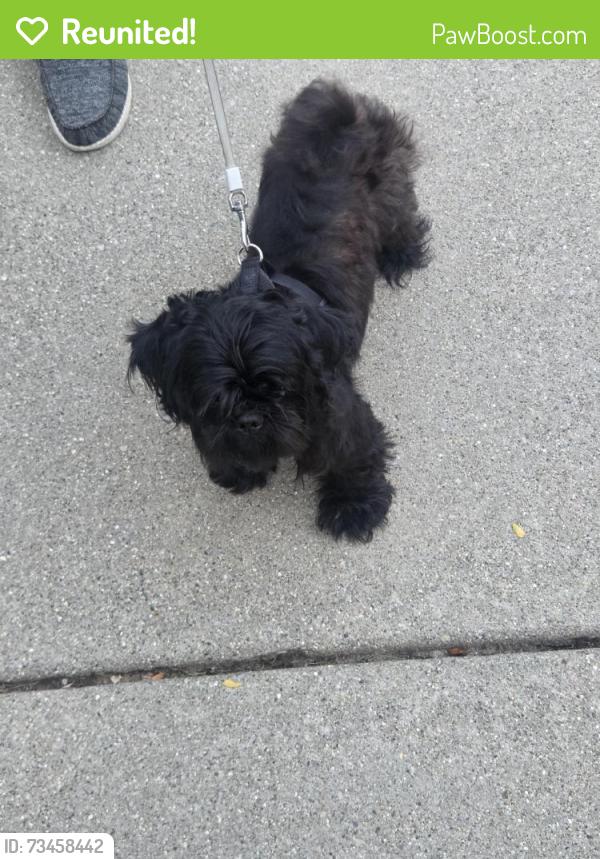 Reunited Male Dog last seen Moross and Kelly, Detroit, MI 48224