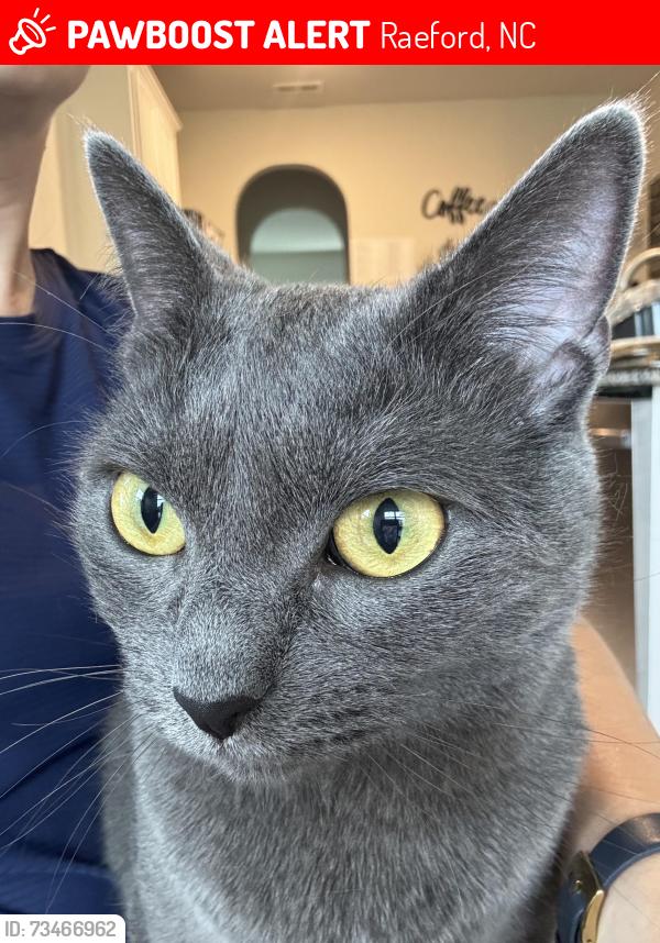 Lost Female Cat last seen Bedford Dr. and Trinity Rd. (Bedford Community in Raeford), Raeford, NC 28376