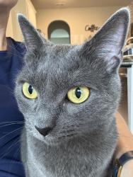 Lost Female Cat last seen Bedford Dr. and Trinity Rd. (Bedford Community in Raeford), Raeford, NC 28376