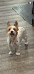 Lost Female Dog last seen Bethany/jupithany, Allen, TX 75002