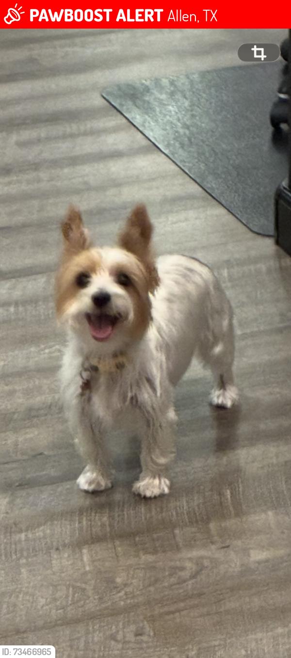 Lost Female Dog last seen Bethany/jupithany, Allen, TX 75002