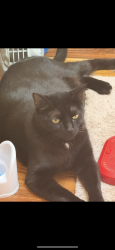 Lost Male Cat last seen Mirada lagoon, San Antonio, FL 33576